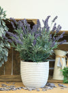 Lavender In Lined Pot (large)