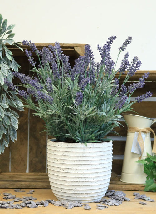 Lavender In Lined Pot (large)