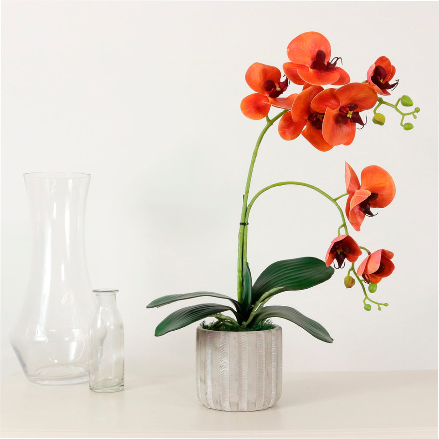 Phalaenopsis Arrangement (8 Flowering Head)