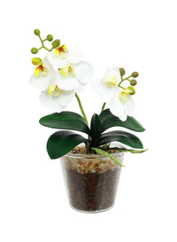 Mini Phalaenopsis Orchid Arrangement