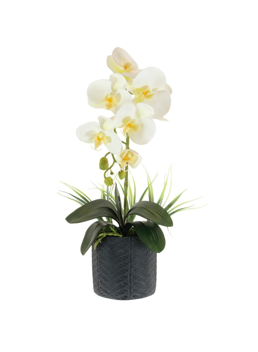 Single Phalaenopsis Arrangement (large)