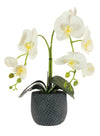 Phalaenopsis Arrangement (2 Stem)