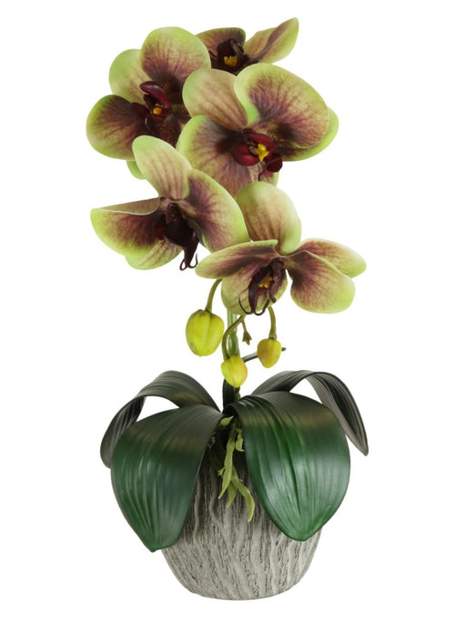 Phalaenopsis Arrangement