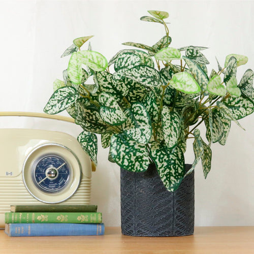 Medium Potted Phyllostachya Arrangement