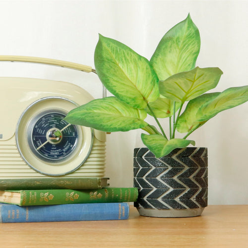 Potted Pothos Arrangement (small)