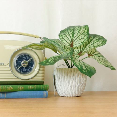 Printed Brunnera Arrangement Potted (small)