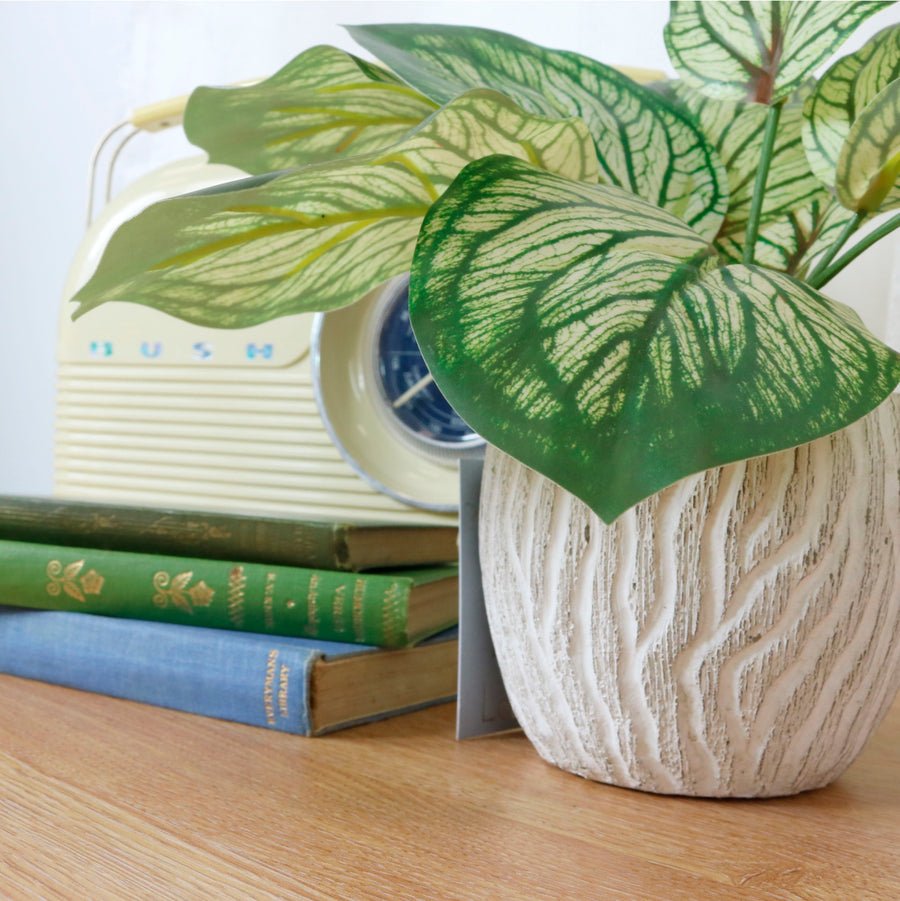 Printed Brunnera Arrangement Potted (small)