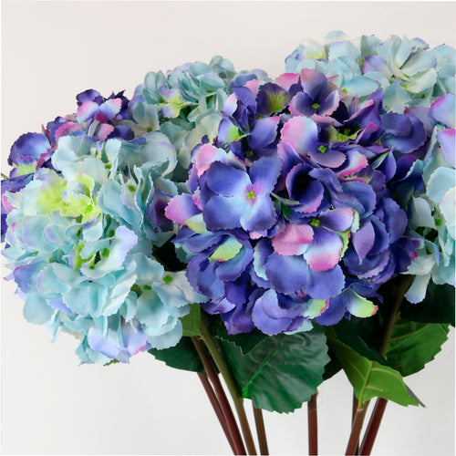 Mophead Hydrangea (large)