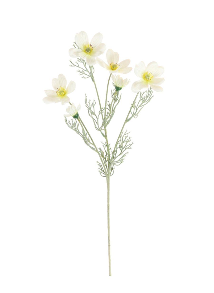 Cosmos Daisy Spray