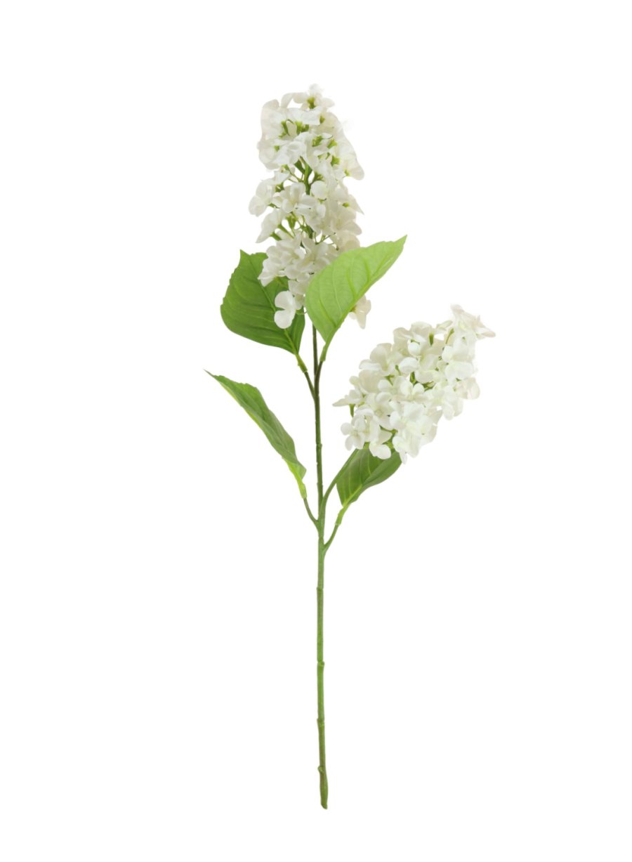 Paniculata Hydrangea Stem (2 Flower Heads)