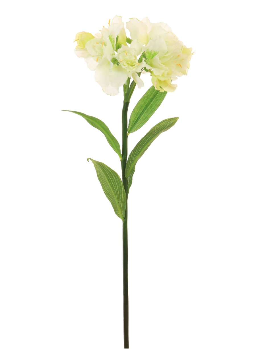 Alstroemeria (Premium)