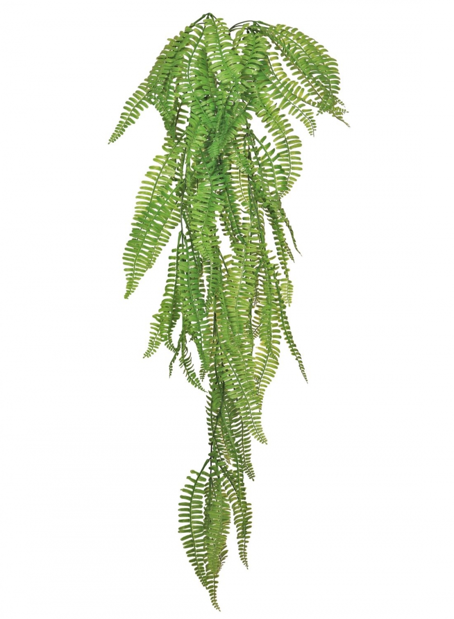 Trailing Fern