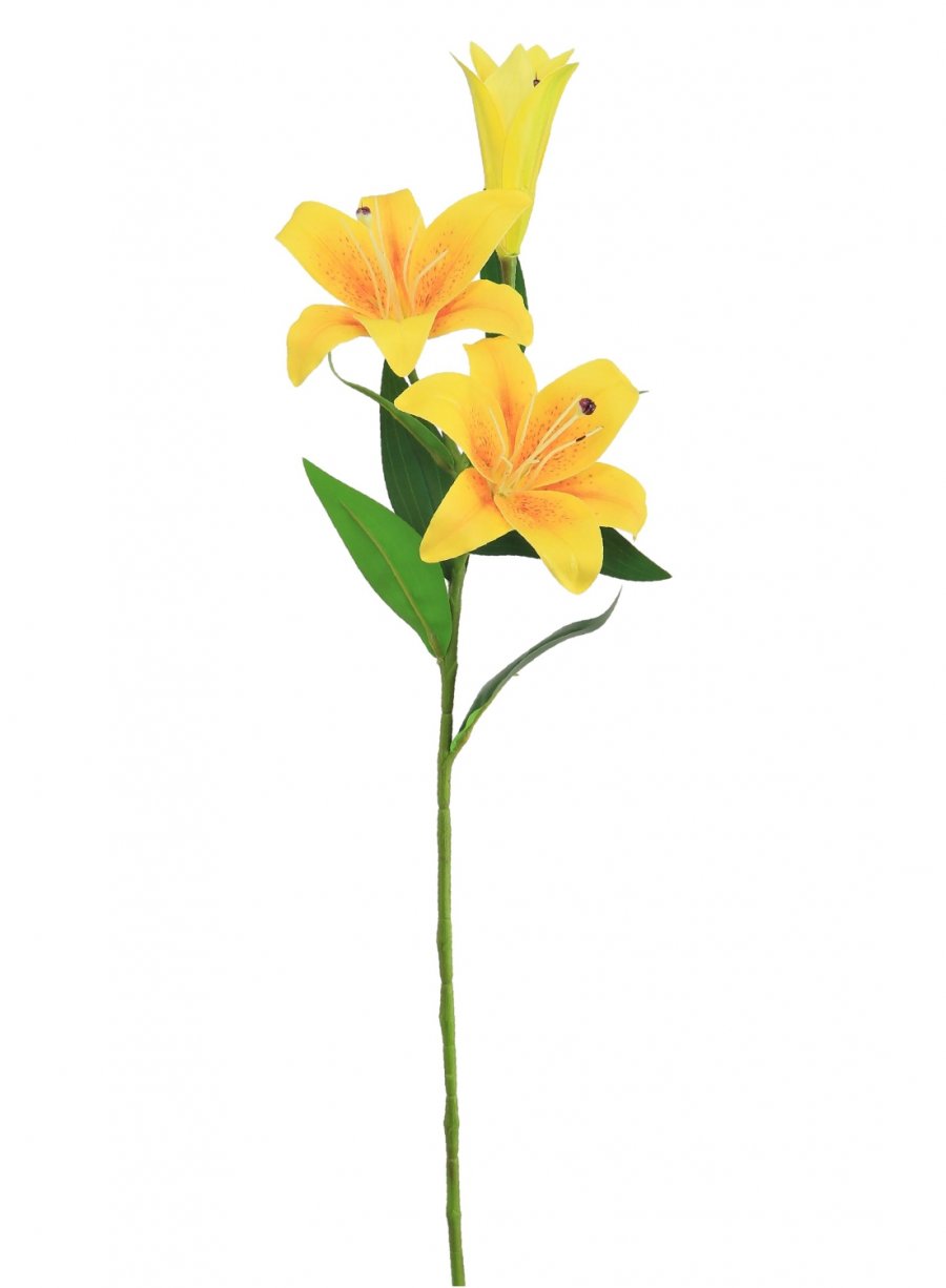 Asiatic Lily (Small)