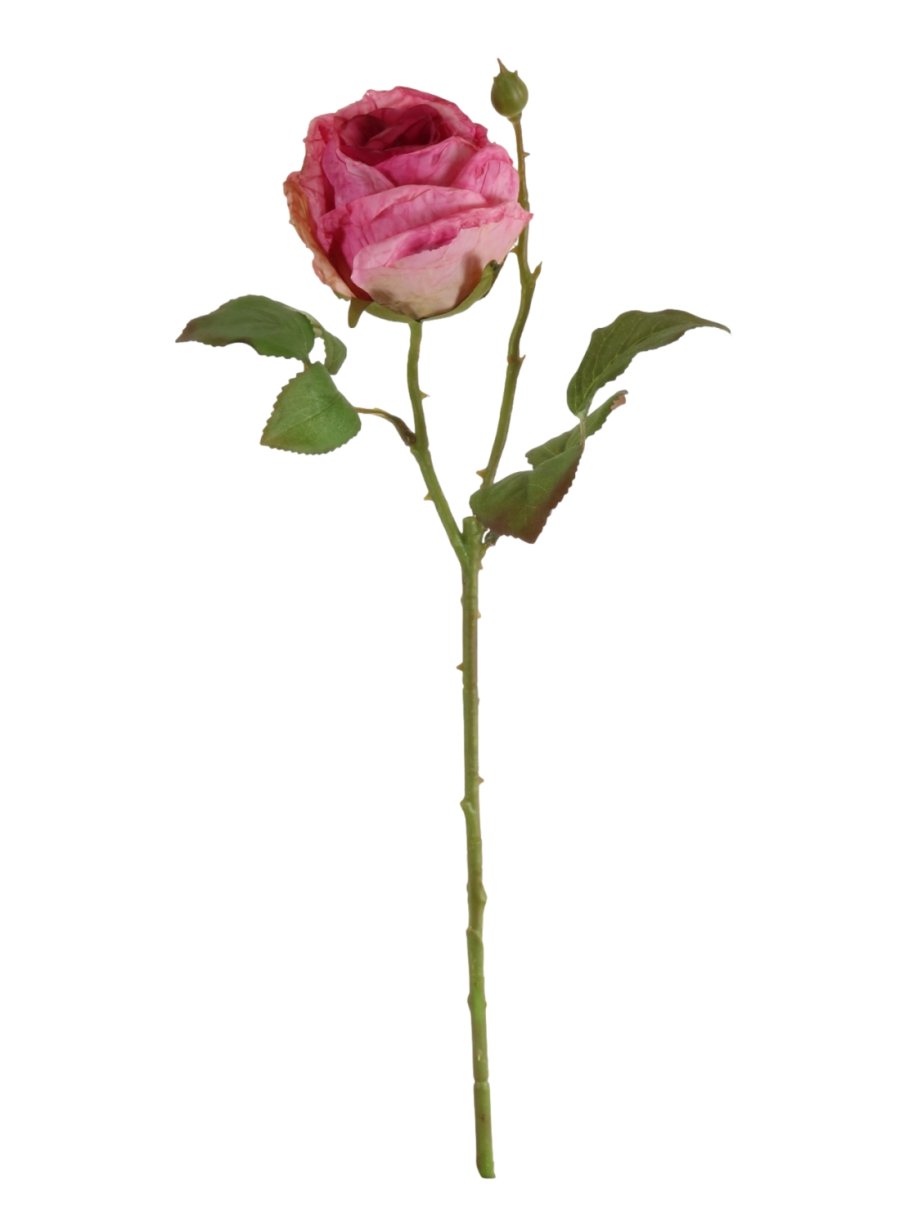 Dried Touch Single Valera Rose