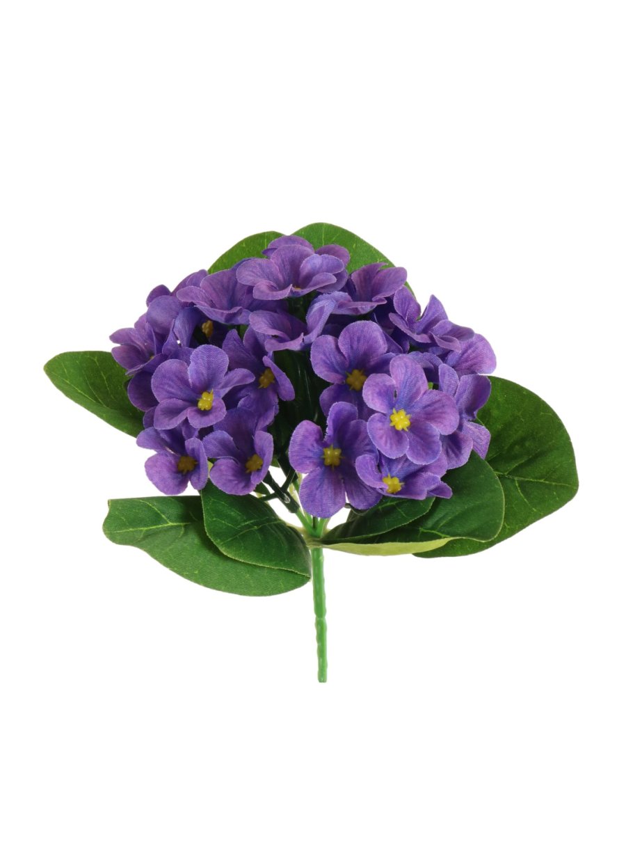 African Violet