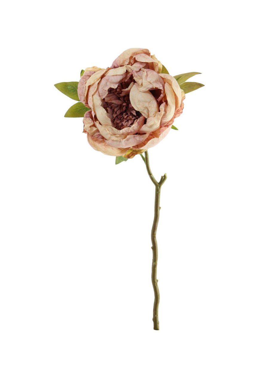 Dried Touch Closed Peony