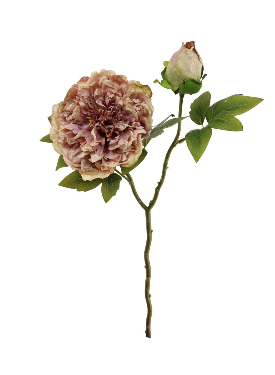 Dried Touch Open Peony