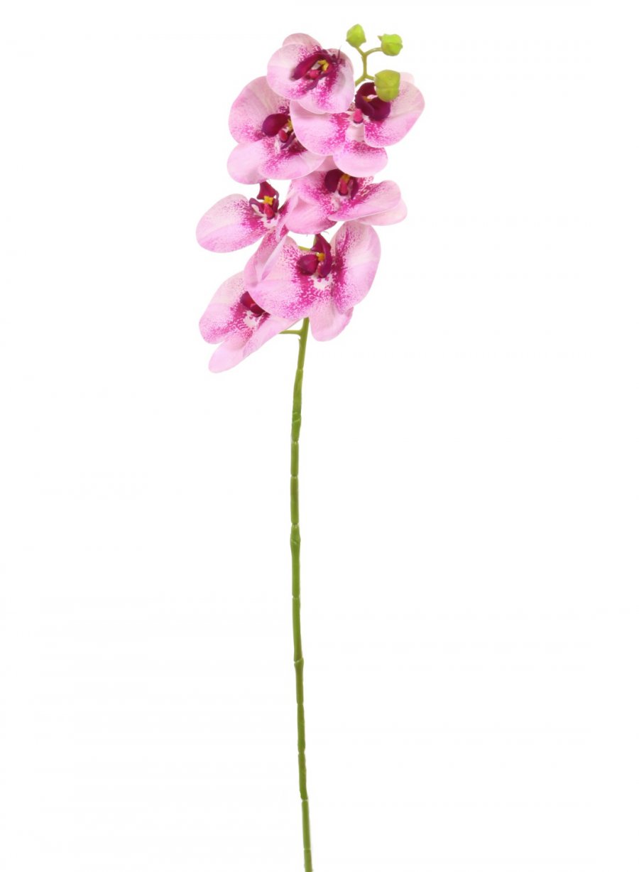 Phalaenopsis Orchid (7 Flower Heads)