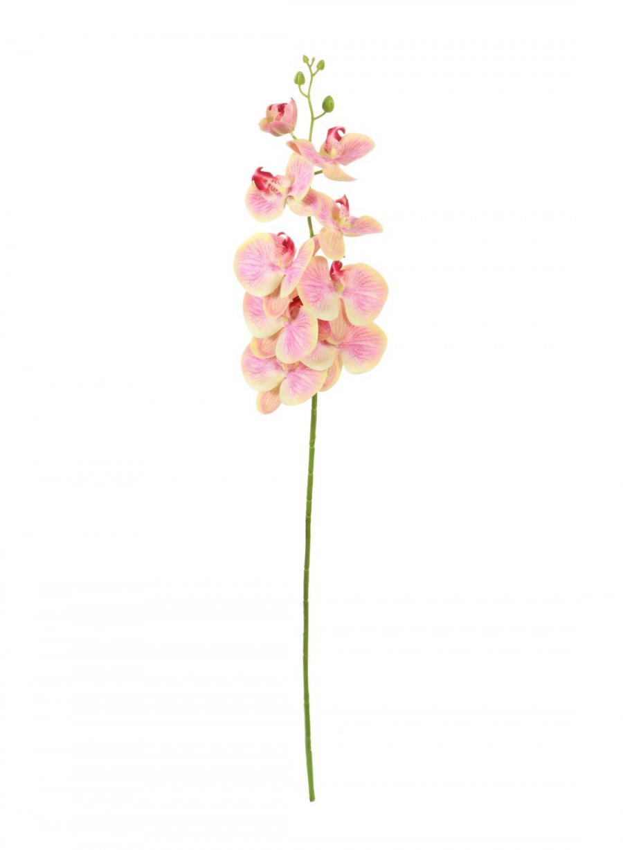 Phalaenopsis Orchid (9 Flower Heads)