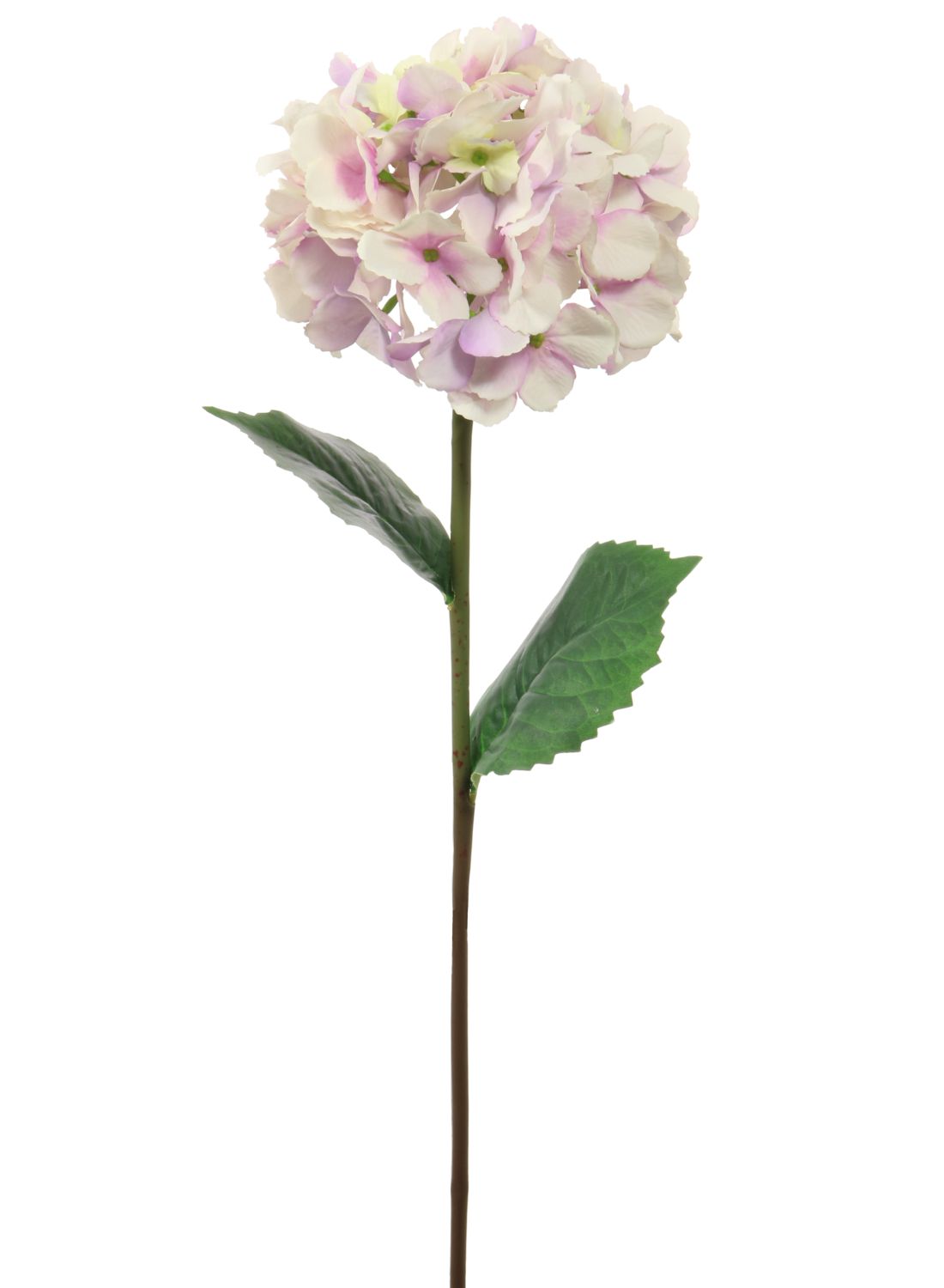 Mophead Hydrangea (Large)