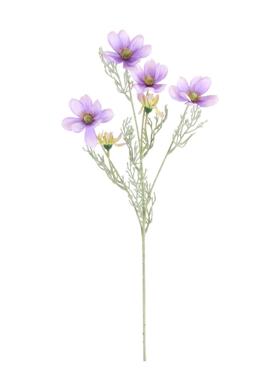 Cosmos Daisy Spray