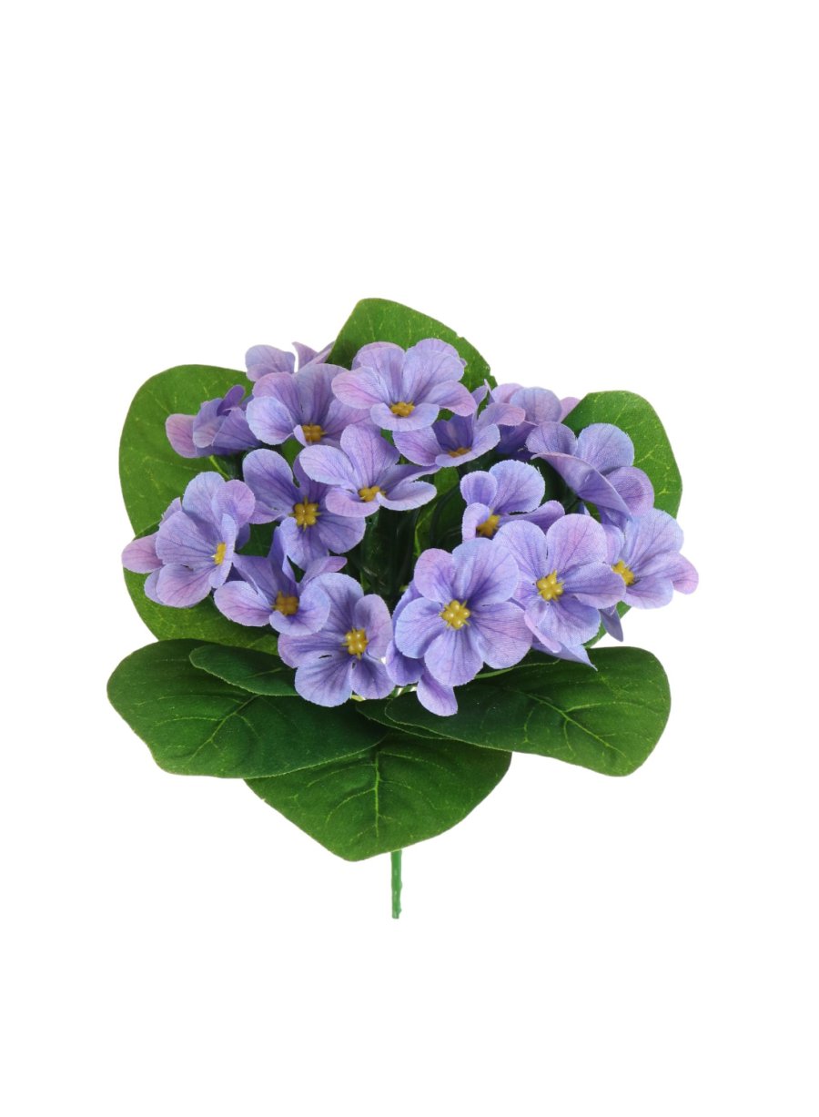 African Violet