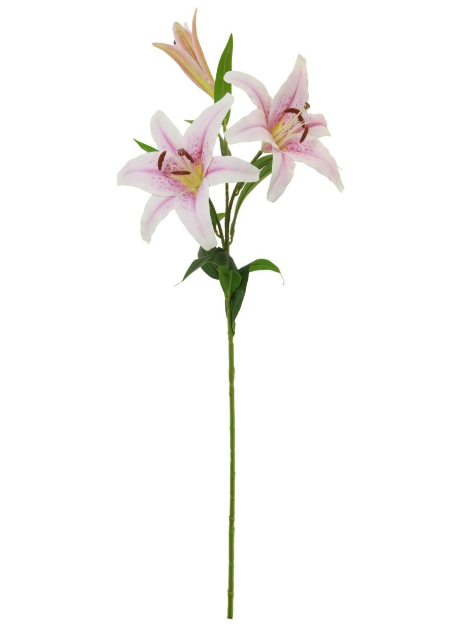 Casa Blanca Lily