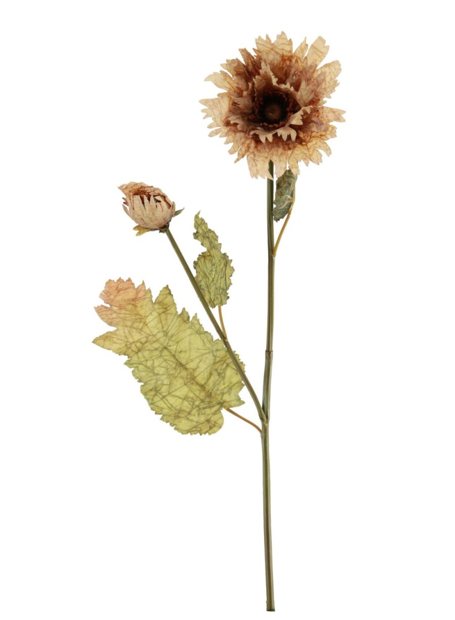 Dried Touch Ruffled Poppy