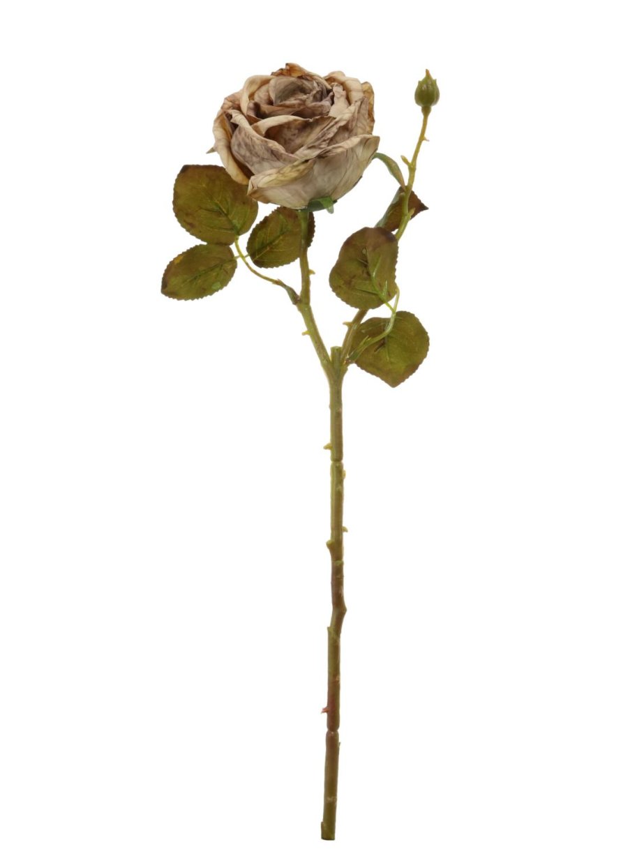 Dried Touch Single Valera Rose