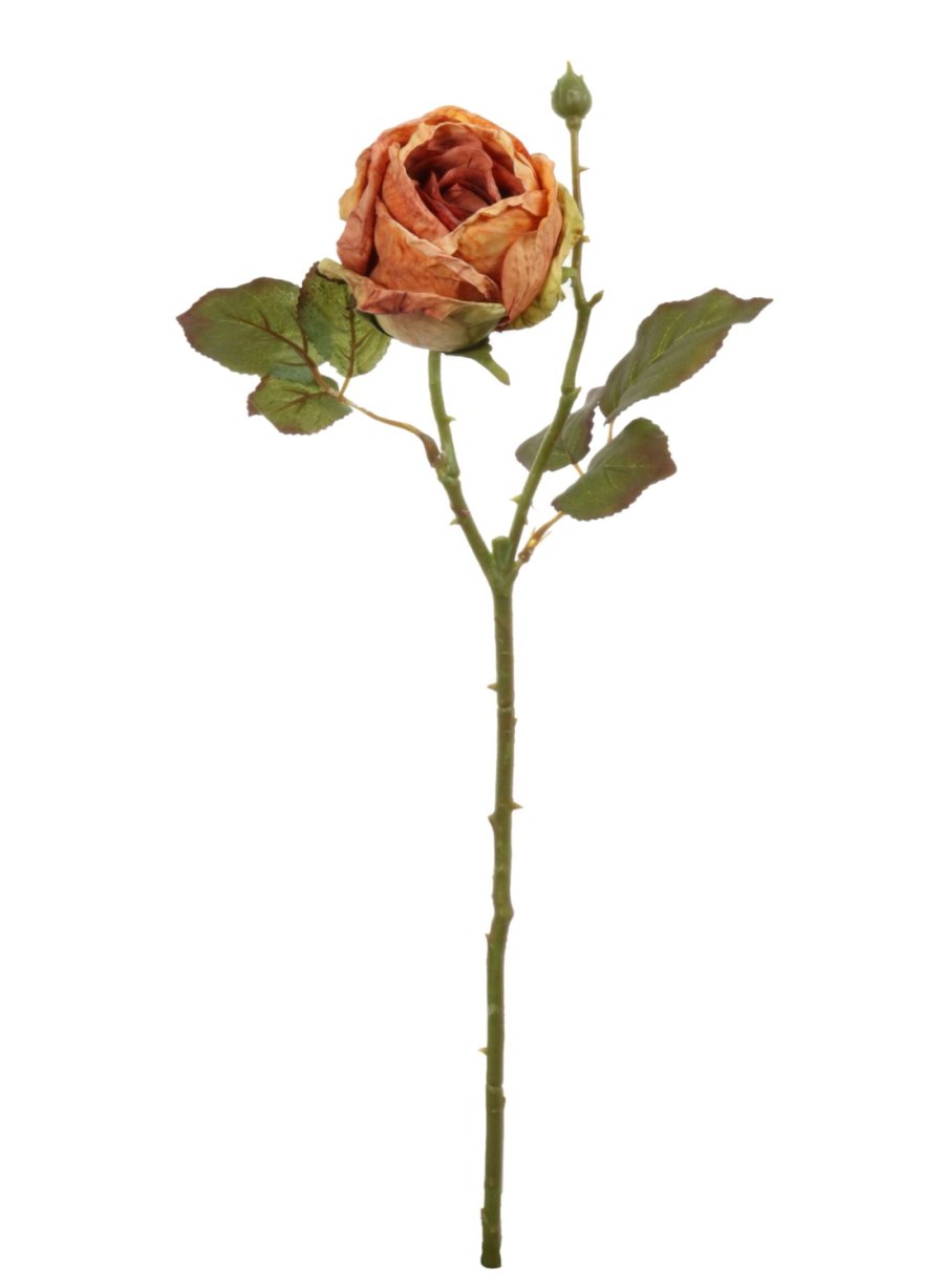 Dried Touch Single Valera Rose