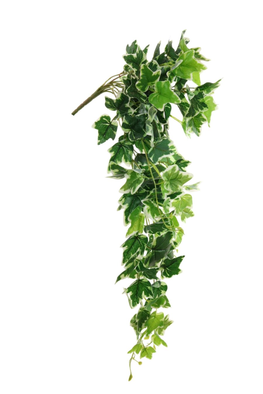 Printed Trailing Ivy Leaf (Large)