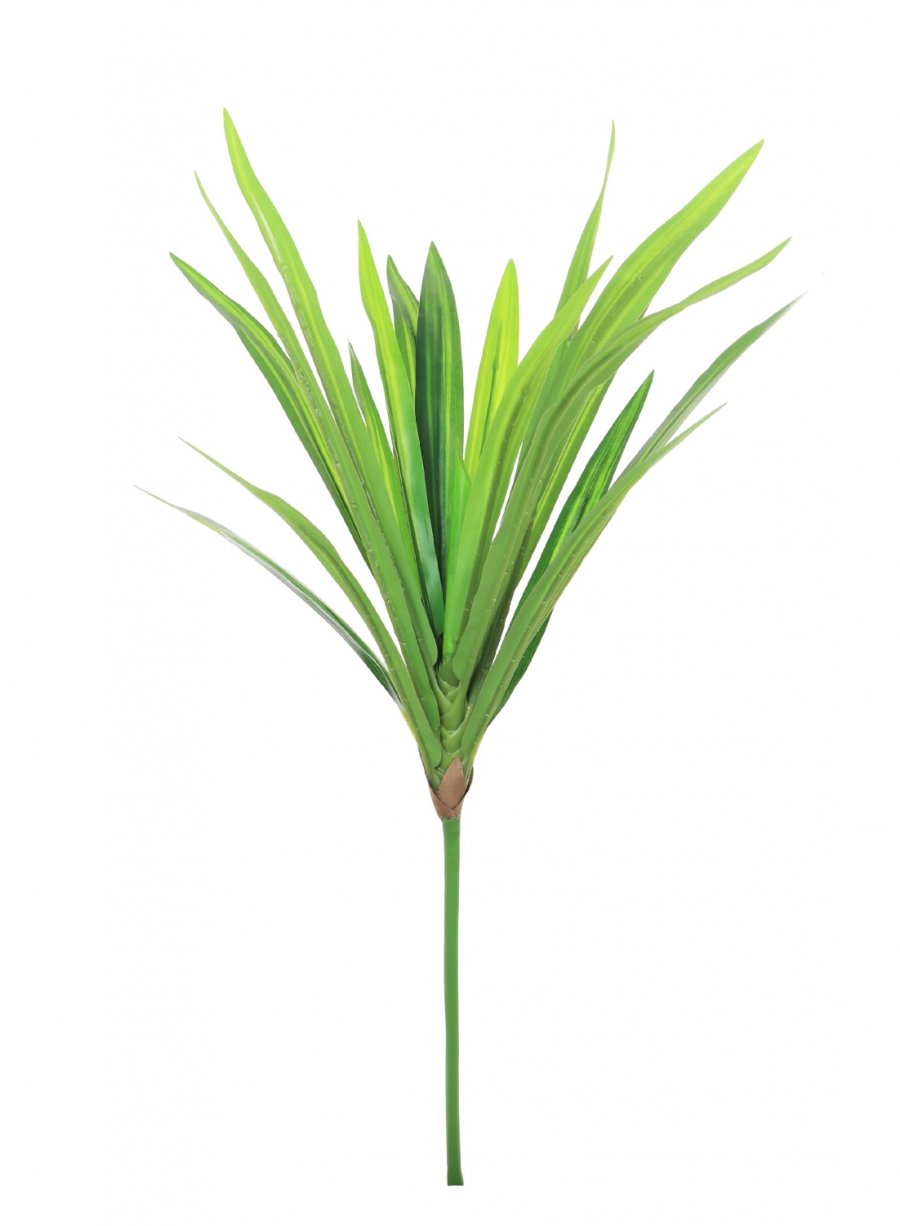 Yucca Plant Stem | Lotus Imports Ltd