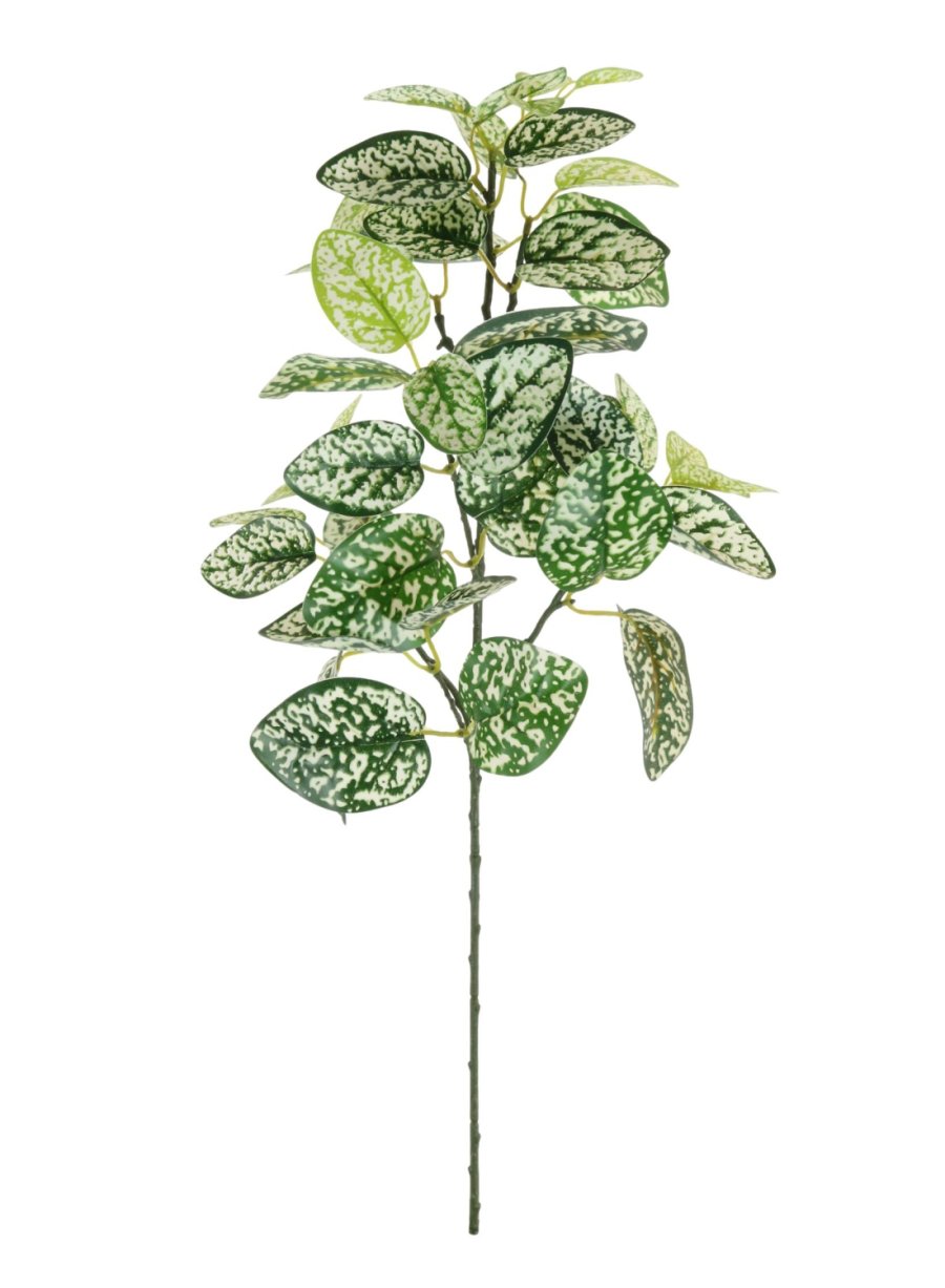 Printed Hypoestes Phyllostachya Spray (Large)