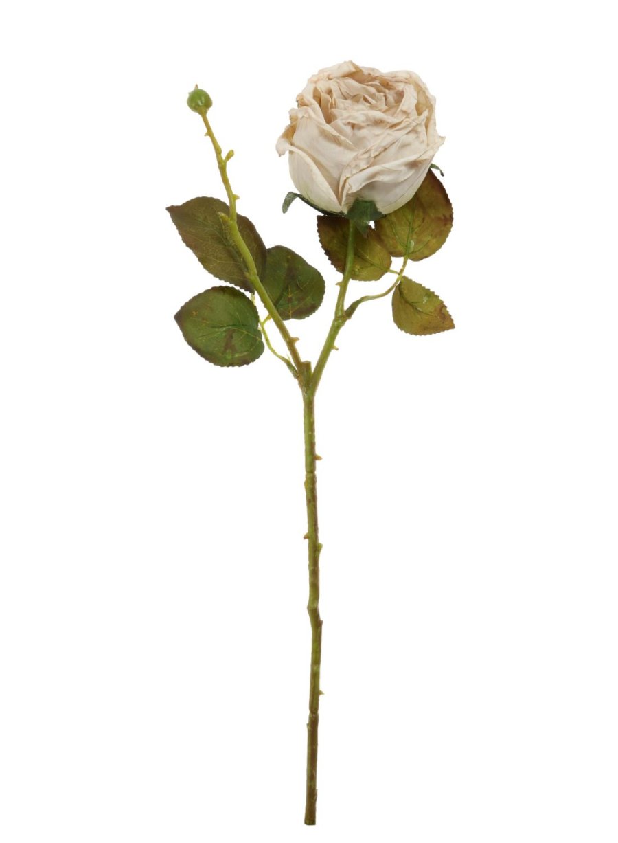 Dried Touch Single Valera Rose