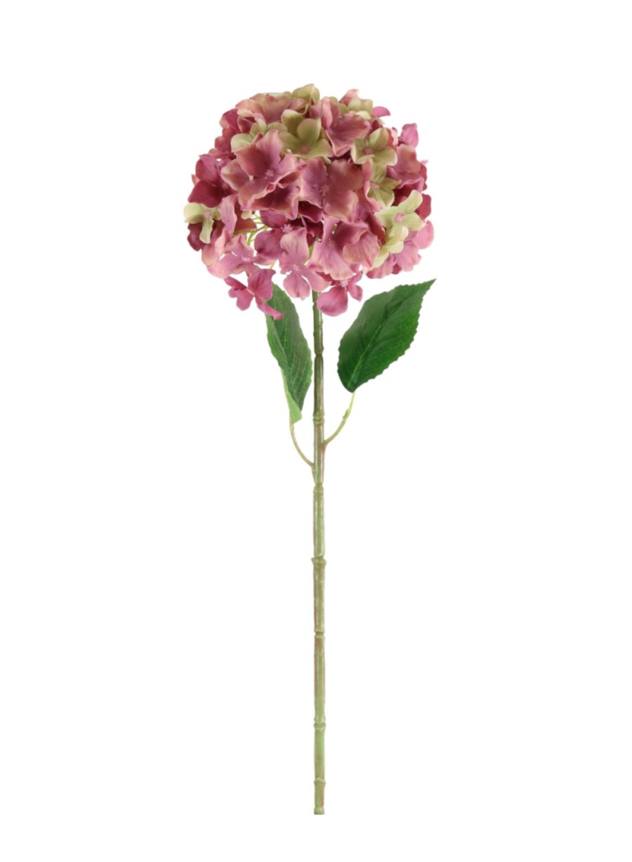 Aria Hydrangea