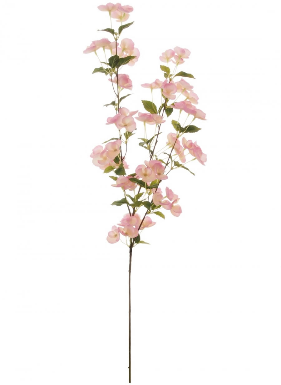 Blossom | Lotus Imports Ltd