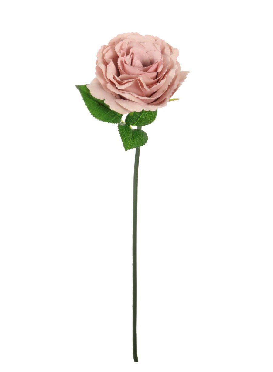 Tudor Rose (Short Stem)