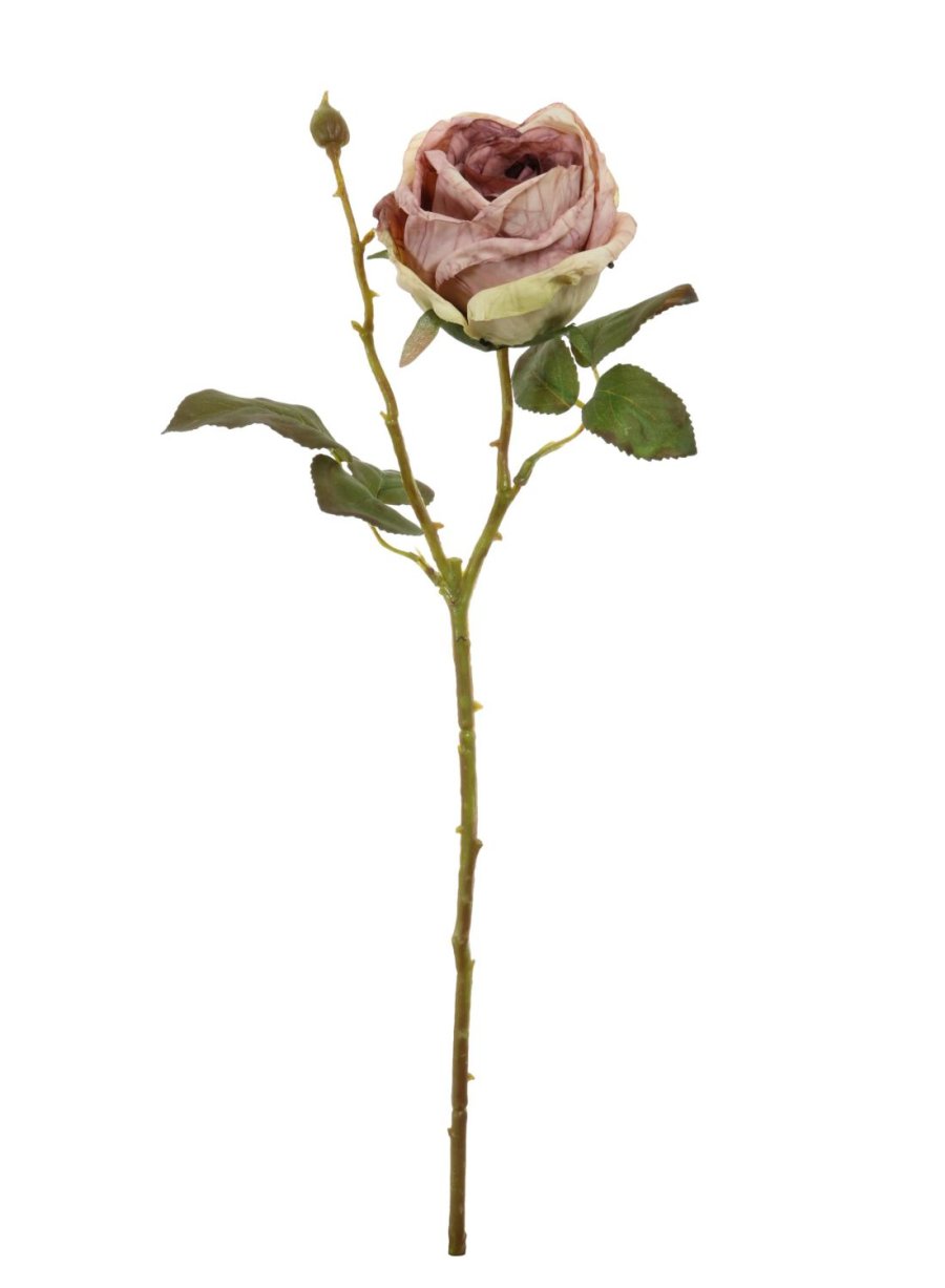 Dried Touch Single Valera Rose