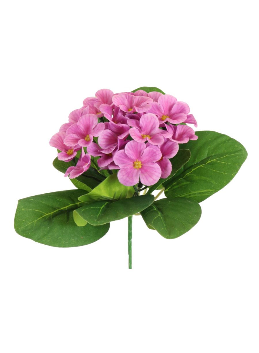 African Violet