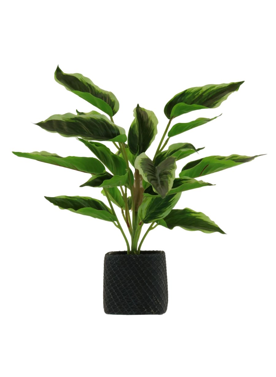 Medium Potted Waved Leaf Arrangement 