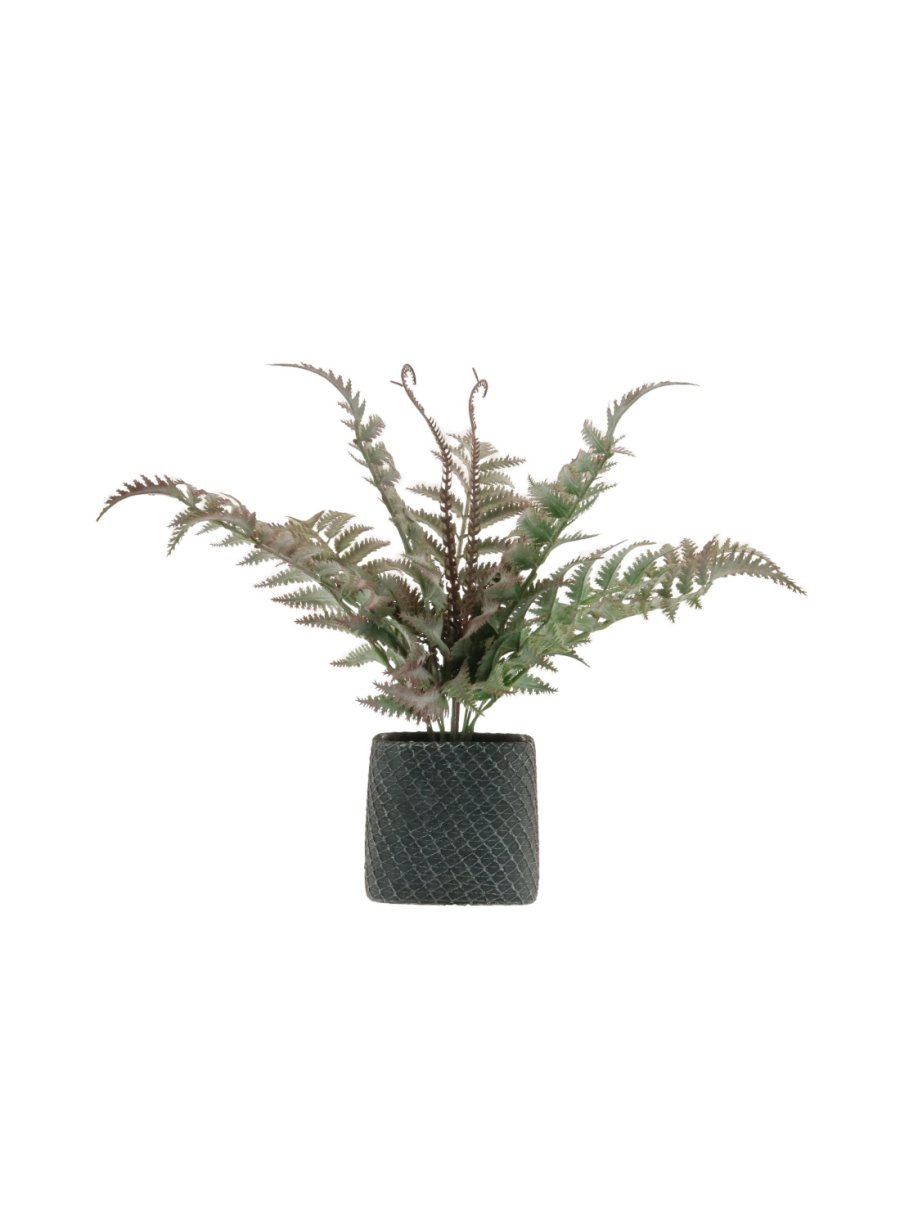 Regal Fern Pot