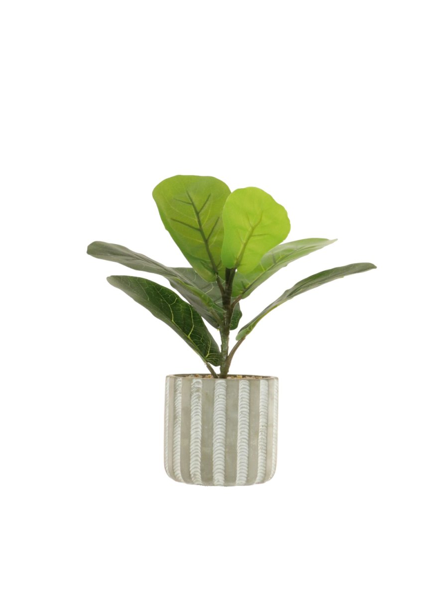 Ficus Pot