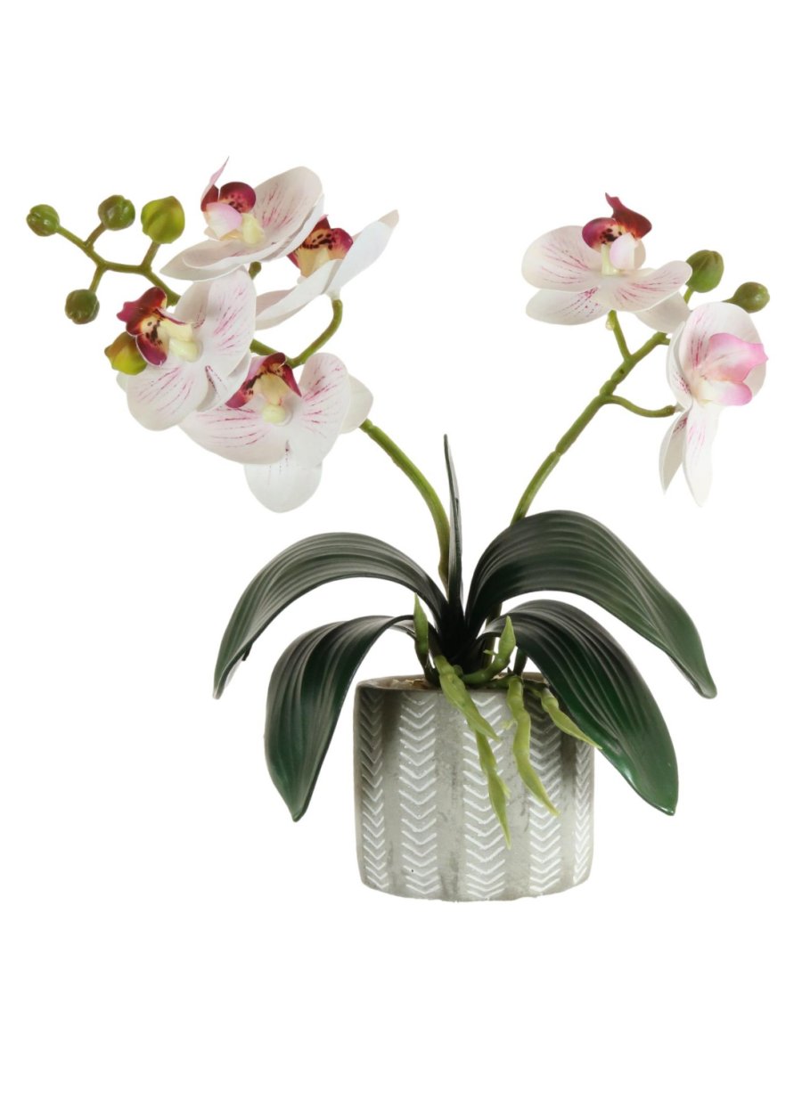 Mini Phal Orchid Arrangement