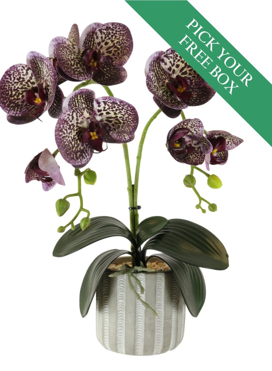 BUY ONE GET ONE FREE <br/>2 Stem Phalaenopsis Arrangement 