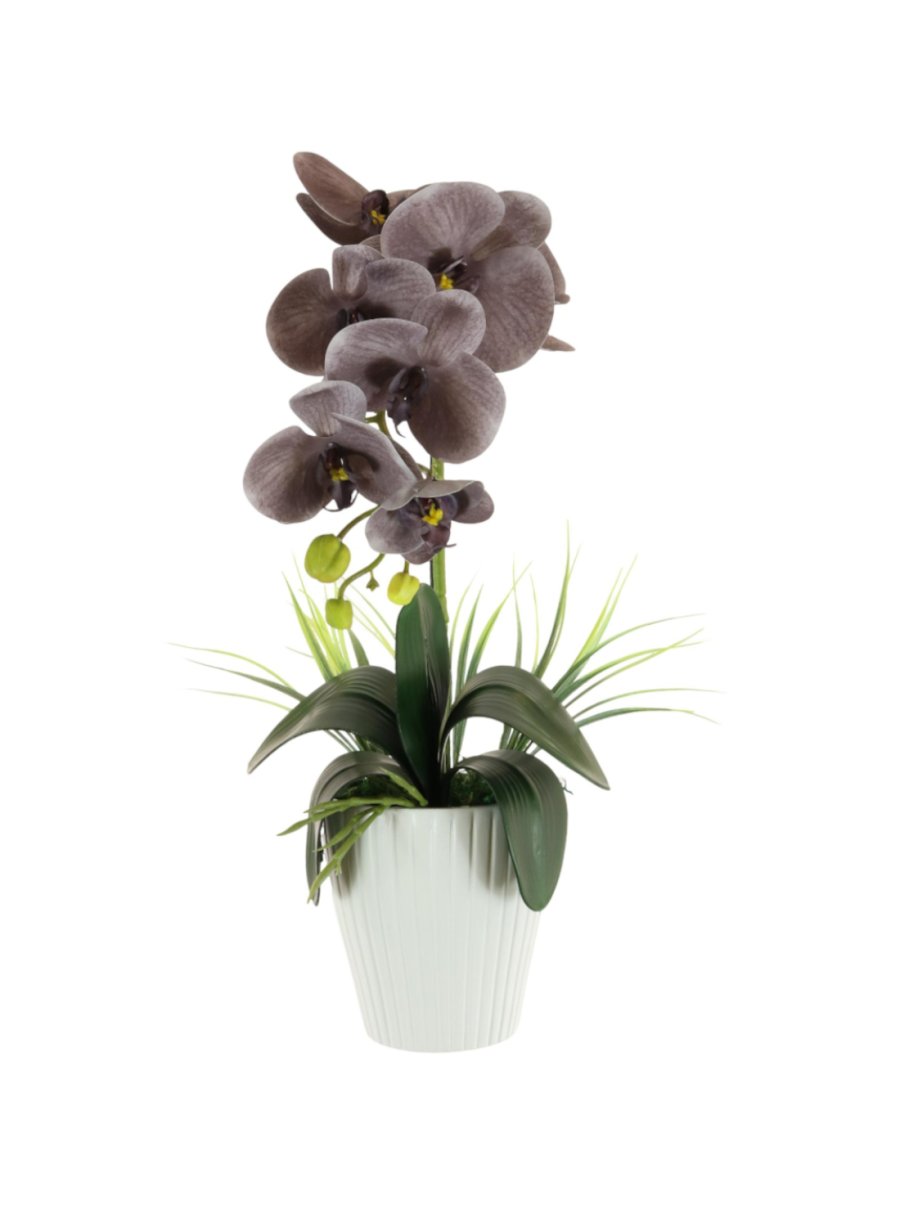 Single Phalaenopsis Arrangement (Large)