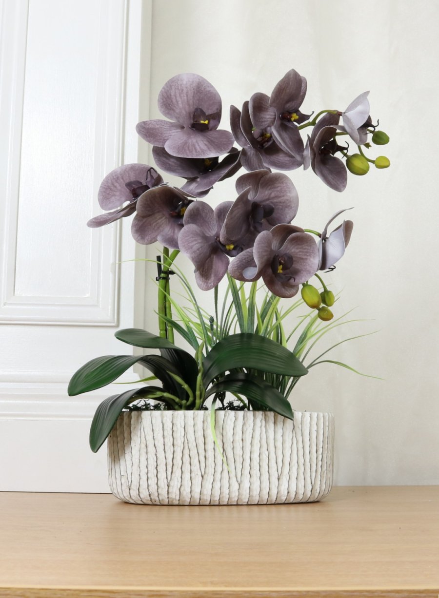 Phalaenopsis in Oblong Pot Arrangement