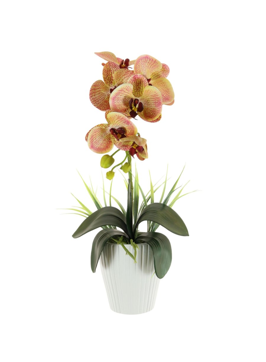 Single Phalaenopsis Arrangement (Large)