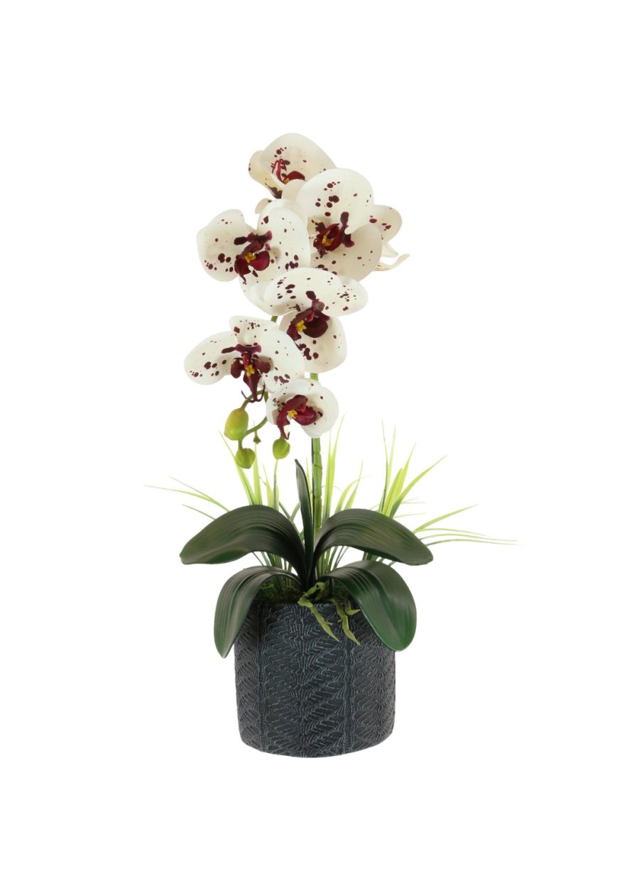 Single Phalaenopsis Arrangement (Large)