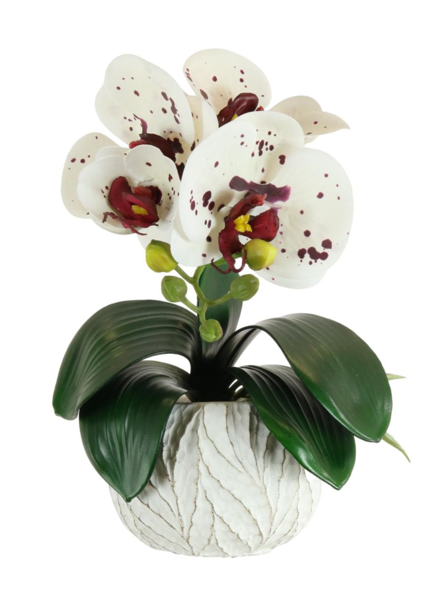 Mini Phalaenopsis Arrangement Lotus Imports Ltd 3074