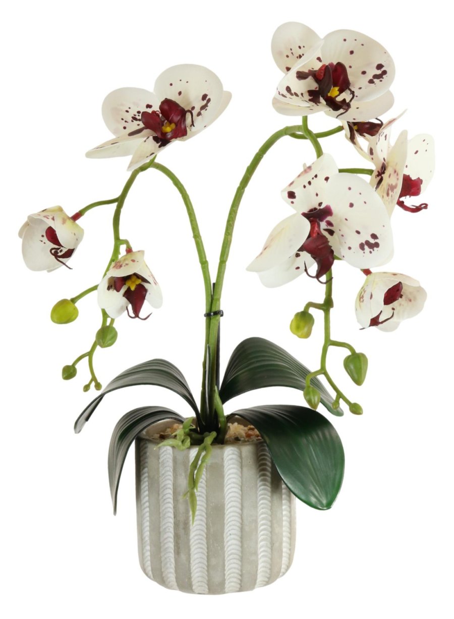 Phalaenopsis Arrangement (2 Stem)